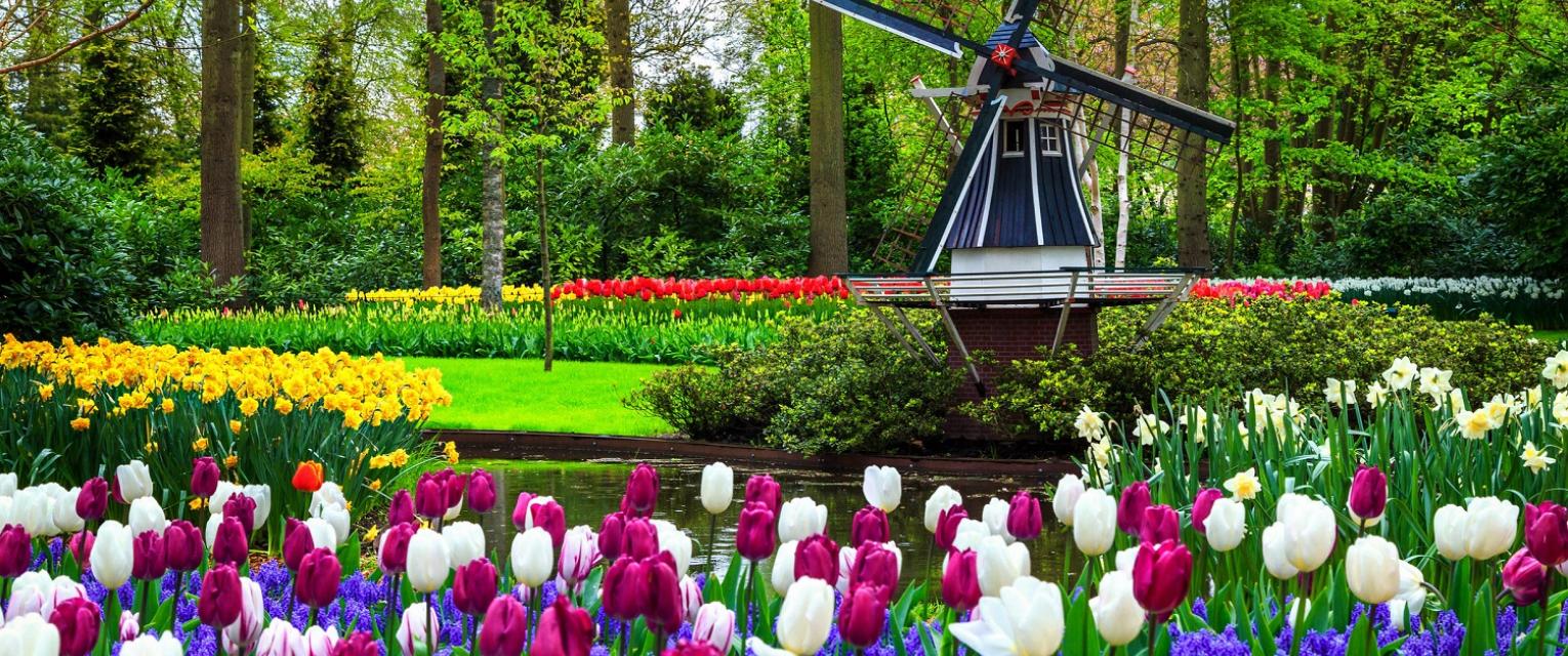 Парк Кёкенхоф - цветочная идиллия и покатушки на велосипедах по Голландии